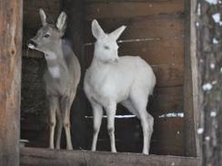 Zoologická zahrada Děčín